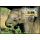 Worldwide Conservation: Malaya Elephant