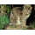Weltweiter Naturschutz (VII): Kleinkatzen -MAXIMUM KARTEN MC(I)-