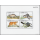 Wild Animals (V) -FDC(I)-