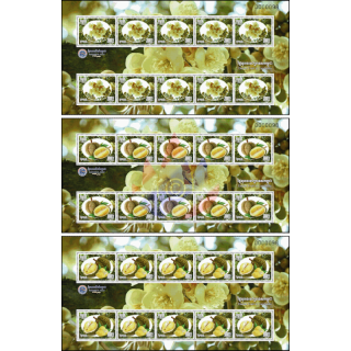 Durian fruit (Durio zibethinus) -KB(I)- (MNH)
