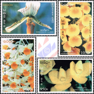 Indigenous Flora (II)