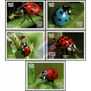 Insects: Ladybugs