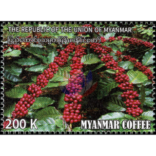 Coffee plantation in the Pyin Oo province