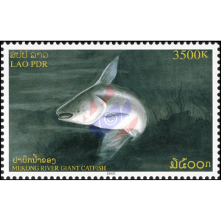 Mekong Giant Catfish -FDC(I)-I-