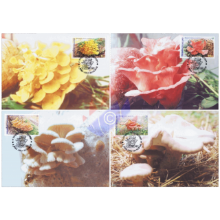 Mushroom (III) -MAXIMUM CARDS