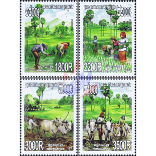 Rice Cultivation (MNH)
