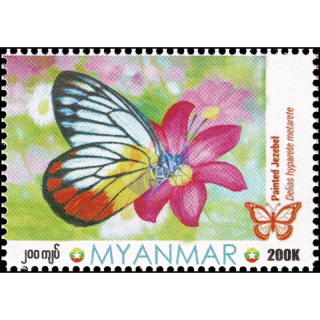 Butterflies: Painted Jezebel (Delias hyparete metarete)