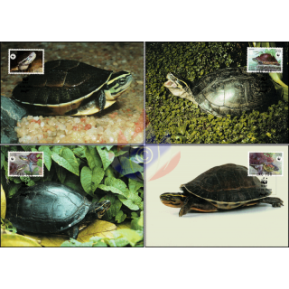 Worldwide conservation: Amboina horseshoe turtle -MAXIMUM CARDS MC(I)-